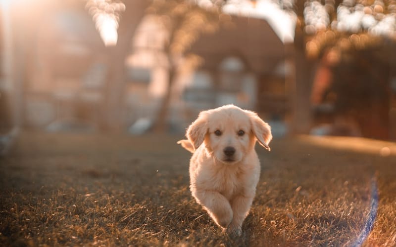 Pet Hospital Software — software project by Yabesh